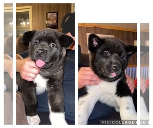 Akita Puppy for sale in PORTLAND, IN, USA