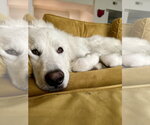 Small #10 Great Pyrenees
