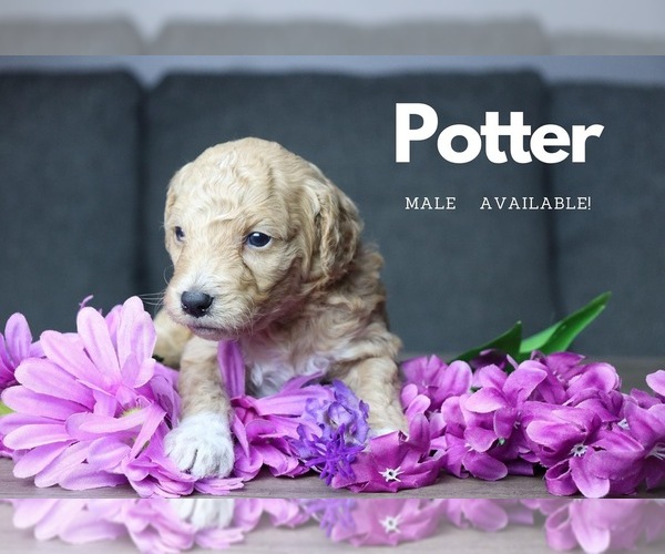 Medium Photo #1 Goldendoodle Puppy For Sale in GR, MI, USA