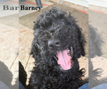 Puppy Puppy 8 Barney Goldendoodle