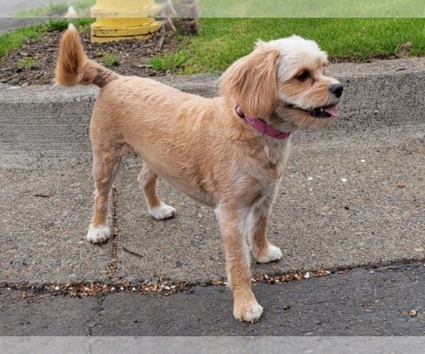 Medium Photo #1 Cavapoo Puppy For Sale in TUALATIN, OR, USA
