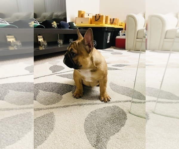 Medium Photo #20 French Bulldog Puppy For Sale in DAVIE, FL, USA