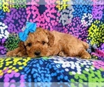 Small Photo #6 Cockapoo-Poodle (Miniature) Mix Puppy For Sale in PEACH BOTTOM, PA, USA