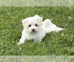 Small #4 Maltese