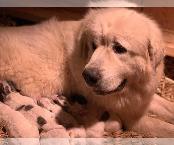 Medium Photo #4 Great Pyrenees Puppy For Sale in BAZETTA, OH, USA