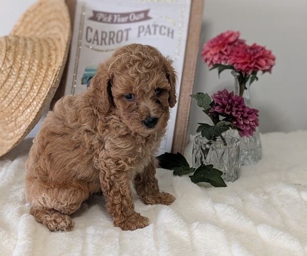 Medium Photo #6 Poodle (Miniature) Puppy For Sale in GOSHEN, IN, USA