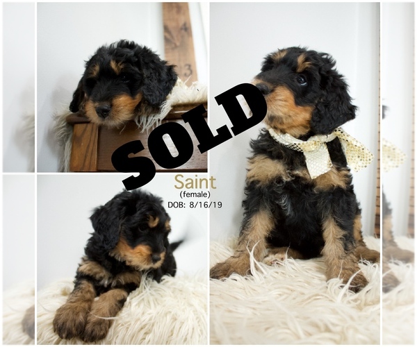 Medium Photo #9 Bernedoodle Puppy For Sale in FLOYD, IA, USA