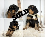 Small Photo #9 Bernedoodle Puppy For Sale in FLOYD, IA, USA