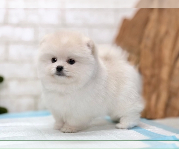 Medium Photo #4 Pomeranian Puppy For Sale in BEVERLY HILLS, CA, USA