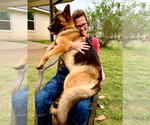 Small #1 German Shepherd Dog