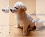 Small Photo #3 Golden Retriever Puppy For Sale in JERSEY CITY, NJ, USA