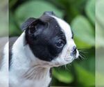 Small #4 Boston Terrier