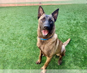 Mutt Dogs for adoption in Moreno Valley, CA, USA