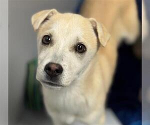 Labrador Retriever-Unknown Mix Dogs for adoption in Conroe, TX, USA