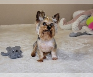 Father of the Yorkshire Terrier puppies born on 05/20/2025