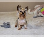 Small Photo #1 Yorkshire Terrier Puppy For Sale in HARKER HEIGHTS, TX, USA