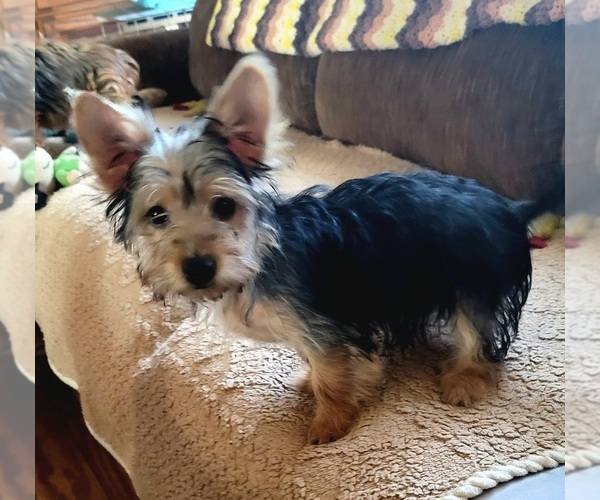 Medium Photo #5 Havashire Puppy For Sale in CHICKASHA, OK, USA