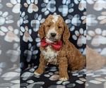 Small Photo #3 Goldendoodle Puppy For Sale in GLEN ROCK, PA, USA