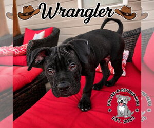 Wrangler - Male Boxer-Unknown Mix Dog for Adoption - Photo #7