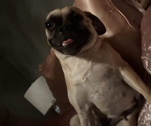 Mother of the Pug puppies born on 03/27/2025