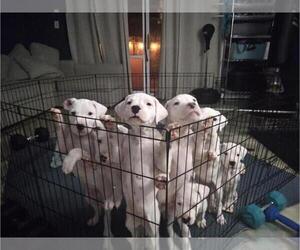 Dogo Argentino Puppy for sale in SPRINGFIELD, VA, USA
