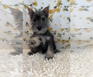 Schnauzer (Miniature) Puppy for sale in MARTINSVILLE, IN, USA