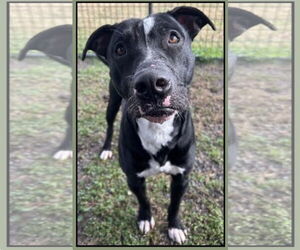 American Staffordshire Terrier-Staffordshire Bull Terrier Mix Dogs for adoption in Oakhurst, NJ, USA