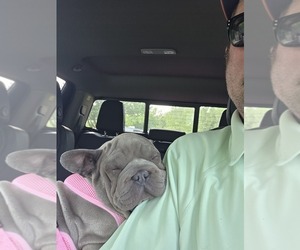 French Bulldog Puppy for sale in BAD AXE, MI, USA