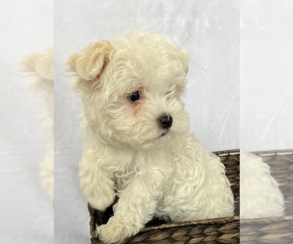 Medium Photo #3 Maltese Puppy For Sale in CORNERSVILLE, TN, USA