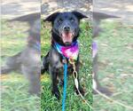Small #2 Chow Chow-Collie Mix