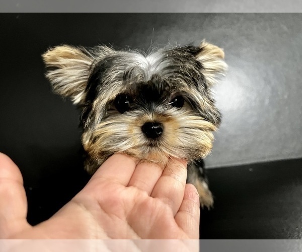 Medium Photo #17 Yorkshire Terrier Puppy For Sale in HAYWARD, CA, USA