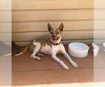 Small #1 Chihuahua-Retriever  Mix