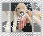 Small Photo #10 Golden Retriever Puppy For Sale in TEMPLE, TX, USA