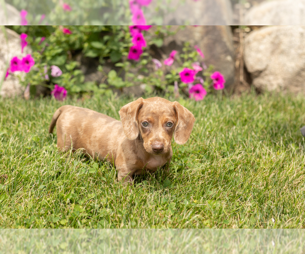 Medium Photo #3 Dachshund Puppy For Sale in MILLERSBURG, IN, USA