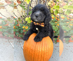 Puppy Spongebob Golden Mountain Doodle 