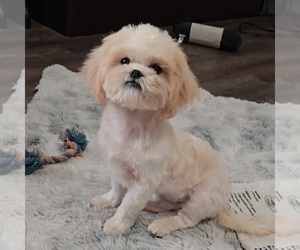 Shih Tzu Puppy for sale in LAKELAND, FL, USA