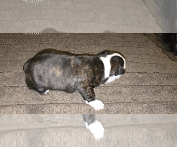 Medium Photo #5 Boston Terrier Puppy For Sale in MITCHELL, IN, USA