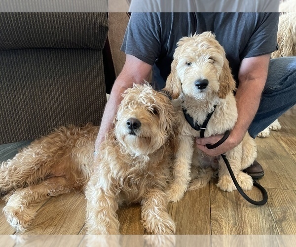Medium Photo #1 Goldendoodle Puppy For Sale in GARDEN CITY, ID, USA