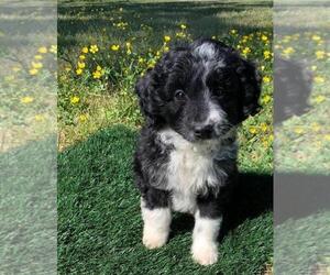 Aussiedoodle Miniature -Poodle (Toy) Mix Puppy for sale in EL CAMPO, TX, USA