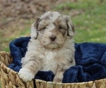 Puppy Samwise Aussiedoodle Miniature 