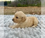 Small Photo #24 Golden Retriever Puppy For Sale in CONCORD, VA, USA