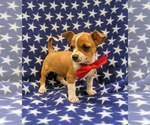 Small Photo #3 Chihuahua Puppy For Sale in MYERSTOWN, PA, USA