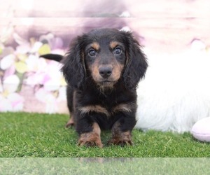 Dachshund Puppy for sale in MARIETTA, GA, USA