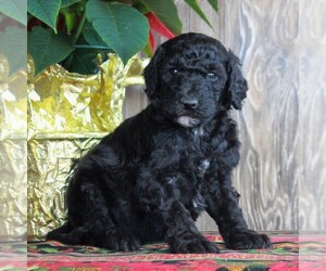 Goldendoodle-Poodle (Standard) Mix Puppy for sale in HONEY BROOK, PA, USA