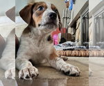 Small Photo #4 Mutt Puppy For Sale in San Diego, CA, USA