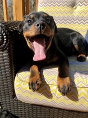Rottweiler Puppy for sale in PUYALLUP, WA, USA