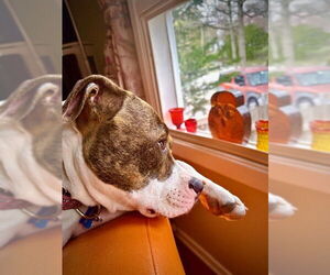 Flower **Courtesy Post** - Female Mutt Dog for Adoption - Photo #3