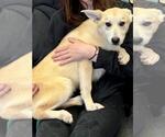 Small #1 Huskies  Mix