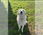 Small #9 Great Pyrenees