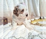 Small Photo #54 Goldendoodle (Miniature) Puppy For Sale in GASTONIA, NC, USA